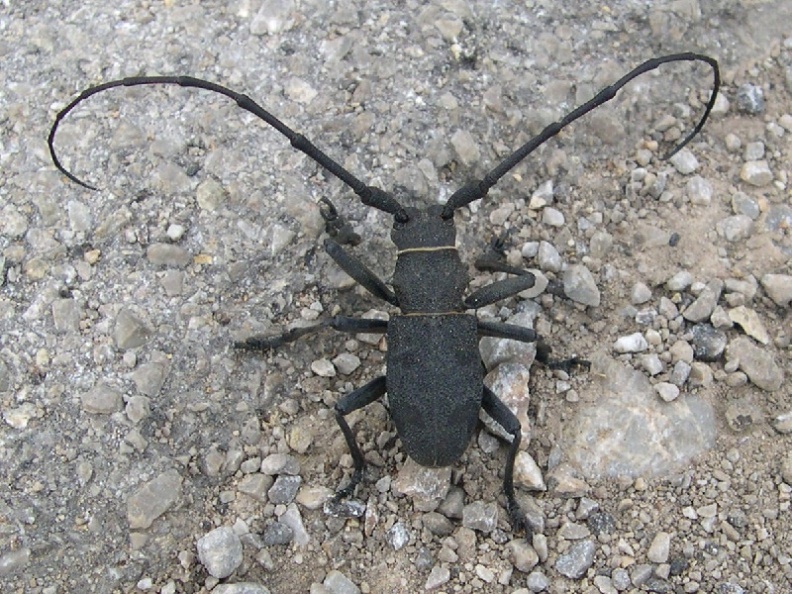 Morimus asper, il Pisa cantro